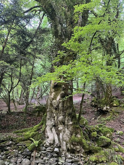 L'arbre remarquable