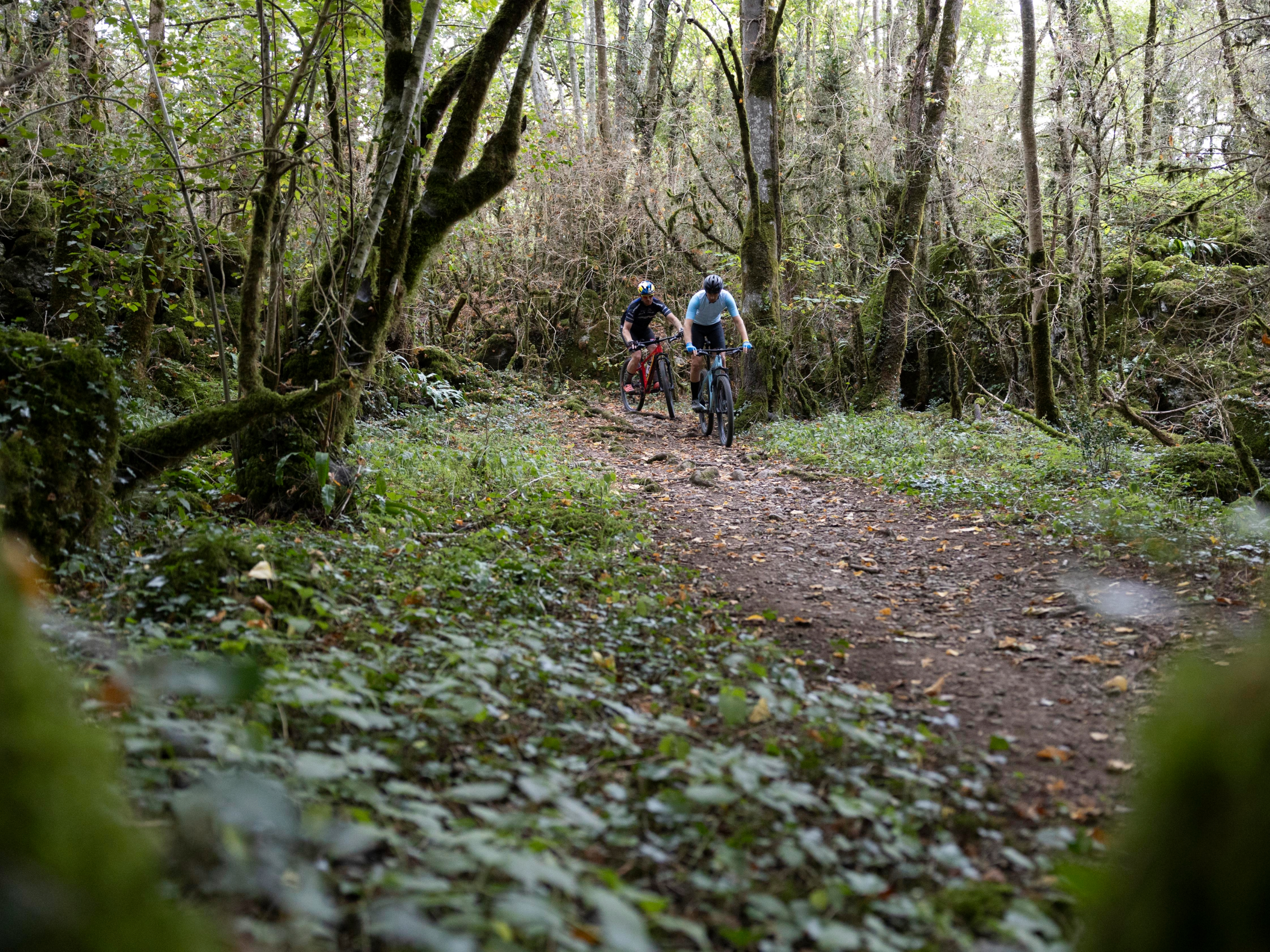Balade en forêt